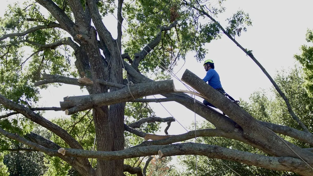 Professional Crown Thinning performed by certified arborists in Red Banks
